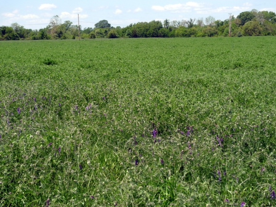 May 2012.  Neighbor's east field.  Vetch jungle mat.  No rye germinated.