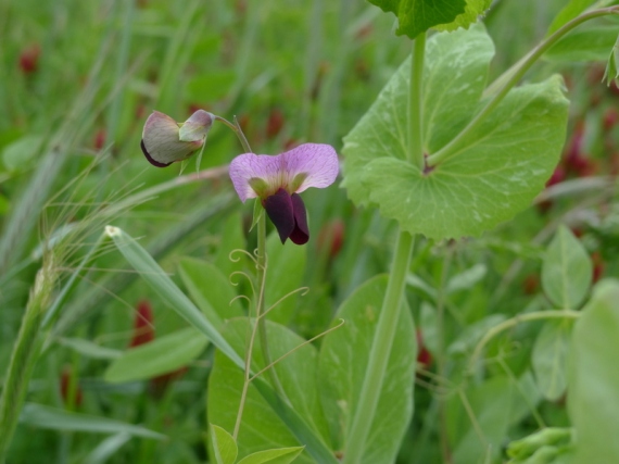 Beautiful 5-foot tall Austrian winter pea flower.   Rye (looks like wheat) and crimson clover in the background.  Scott east field May 2013.