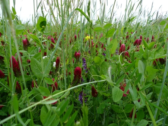Purple vetch flowers surrounded by 4-foot tall crimson clover with rye towering overhead.  White flower is a radish that survived winter.  Yellow flower is a turnip.  I didn’t know crimson clover would get this tall!  Scott east field May 2013.