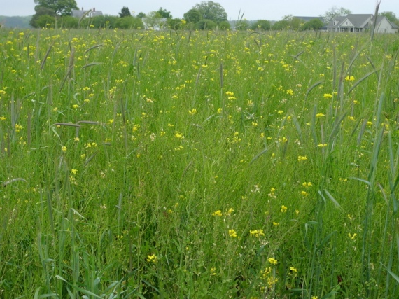 Look closely – this pic is full of turnip seedpods.  Turnip lesson:  lower the seeding rate!  This is the “good” part of the east field profiled in a previous blog post.  Turnips’ bright yellow flowers dominated the east field two weeks ago and the bee activity was amazing!  Scott east field May 2013.