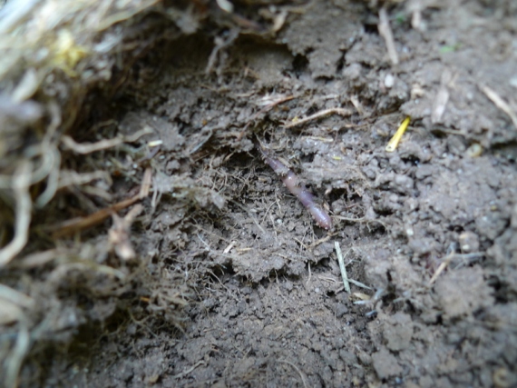 Turnips are great cover crops though.  They are high in sugar and attract the bacteria that worms love to eat.  Here’s a worm and some good-looking soil under a big turnip bulb.   I’ve previously had a very hard time finding worms in this field.  Scott east field May 2013.  