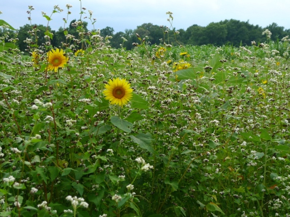 Buckwheat, sunflowers, oats.  Planted June 1, 2013.  McCarthy field (7/31/2013)