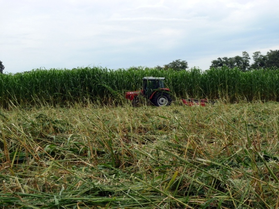 Mowing 12-ft tall jungle forest of sorghum sudangrass and sunn hemp on September 21, 2013.  Pic taken during 1st rough cut with bush hog in highest position.  Look at all that mulch!  